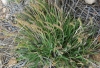 Plantago maritima L. subsp. serpentina (All.) Arcang.