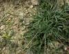 Plantago maritima L. subsp. serpentina (All.) Arcang.