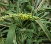 Plantago maritima L. subsp. serpentina (All.) Arcang.