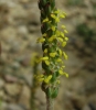 Plantago maritima L. subsp. serpentina (All.) Arcang.