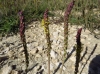 Plantago maritima L. subsp. serpentina (All.) Arcang.