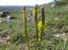 Plantago maritima L. subsp. serpentina (All.) Arcang.