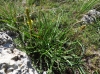 Plantago maritima L. subsp. serpentina (All.) Arcang.