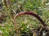 Plantago maritima L. subsp. serpentina (All.) Arcang.