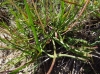 Plantago maritima L. subsp. serpentina (All.) Arcang.