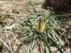 Plantago maritima L. subsp. serpentina (All.) Arcang.