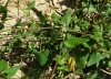 Fallopia convolvulus (L.) . Lve