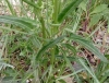 Rumex intermedius DC.