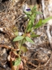 Anagallis arvensis L.