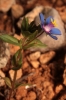 Anagallis cf. arvensis L.