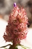 Coris monspeliensis L. Coris monspeliensis L.