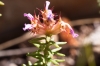 Coris monspeliensis L. Coris monspeliensis L.