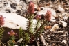 Coris monspeliensis L. Coris monspeliensis L.
