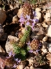 Coris monspeliensis L. Coris monspeliensis L.