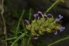 Coris monspeliensis L. subsp. monspeliensis Coris monspeliensis L. subsp. monspeliensis