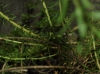 Coris monspeliensis L. subsp. monspeliensis Coris monspeliensis L. subsp. monspeliensis