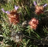 Coris monspeliensis L. Coris monspeliensis L.