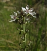 Lysimachia ephemerum L.