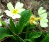 Primula acaulis (L.) L. subsp. acaulis