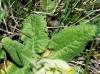Primula veris L.