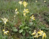 Primula veris L.