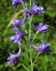 A identificar 1/2