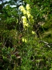 Aconitum anthora L.