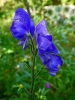 Aconitum napellus L.