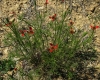 Adonis flammea Jacq.