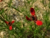 Adonis flammea Jacq.