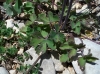 Aquilegia vulgaris L.