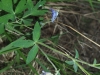 Aquilegia vulgaris L.