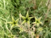 Aquilegia vulgaris L.