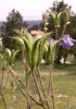 Aquilegia vulgaris L.