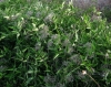 Clematis vitalba L.