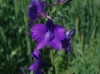 Consolida orientalis (J.Gay) Schrdinger