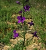 Consolida orientalis (J. Gay) Schrdinger