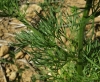 Consolida orientalis (J. Gay) Schrdinger