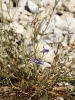 Delphinium ? 1/4