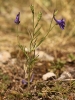 Delphinium 1/4