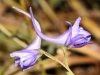 Delphinium ? 2/4