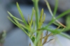Delphinium gracile ? (5/5)