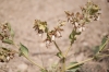 Helleborus foetidus L.