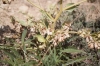 Helleborus foetidus L.