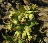 Helleborus foetidus L.