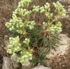 Helleborus foetidus L.