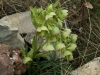 Helleborus foetidus L.