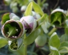 Helleborus foetidus L.