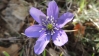 Hepatica nobilis Schreb.