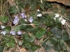 Hepatica nobilis Schreb.
